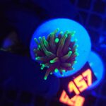 Euphyllia glabrescens dragon soul (157)