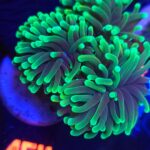 Euphyllia glabrescens dragon soul (164)