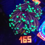 Euphyllia glabrescens Golden Torch (165)