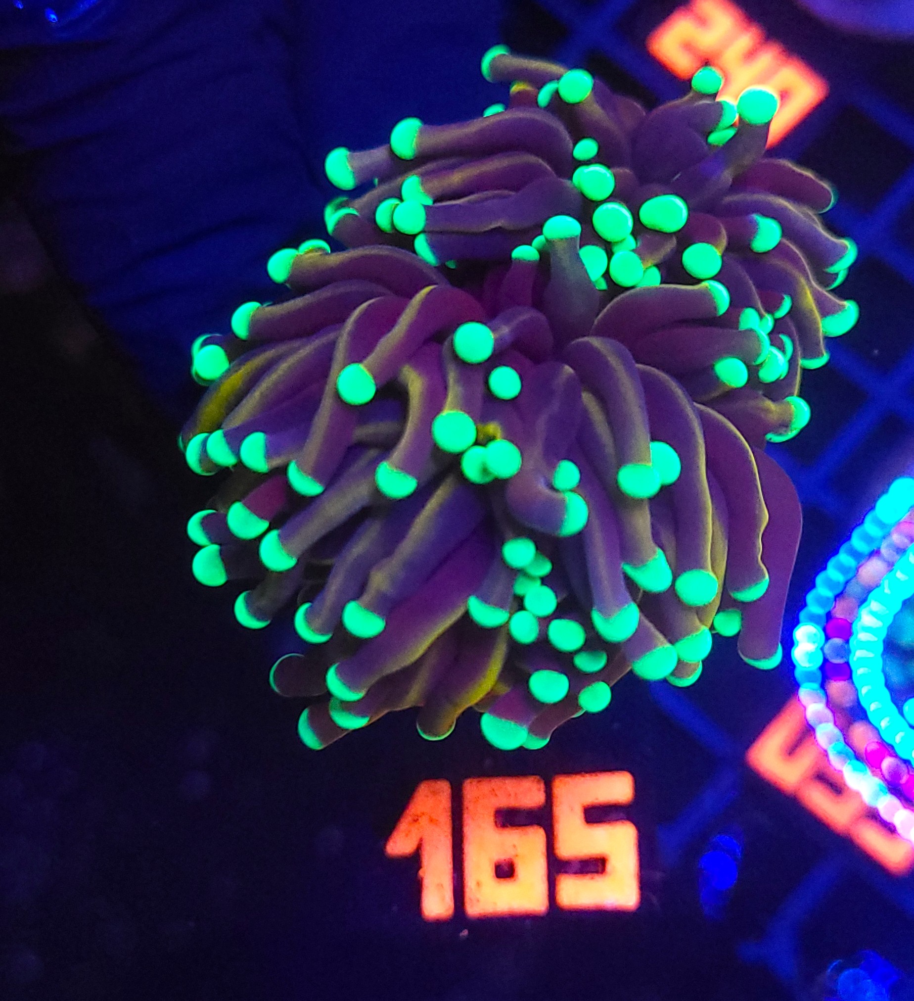 165 Euphyllia glabrescens Golden Torch (165) - obrazek 1