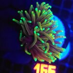 Euphyllia glabrescens dragon soul (166)