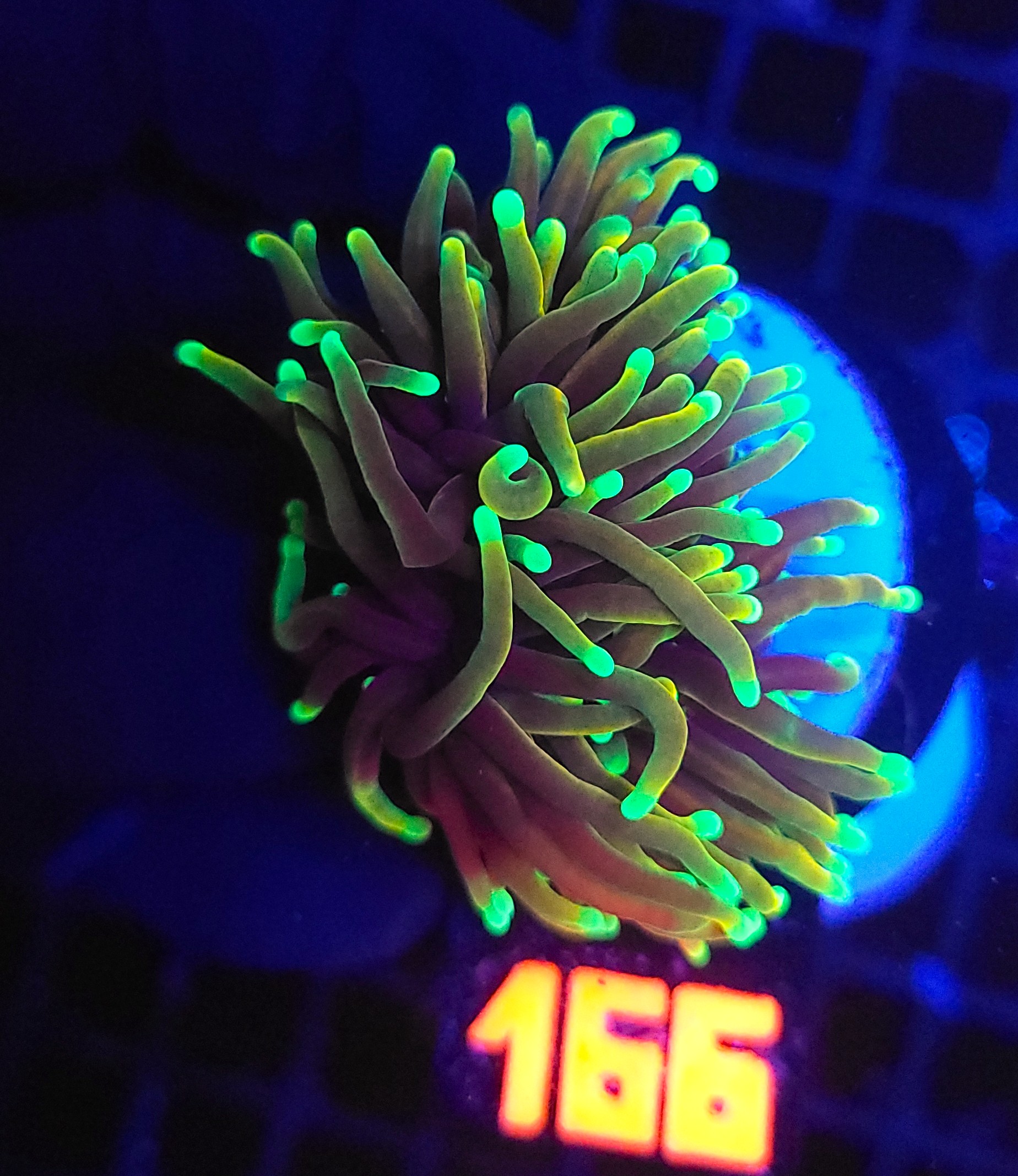 166 Euphyllia glabrescens dragon soul (166) - obrazek 1