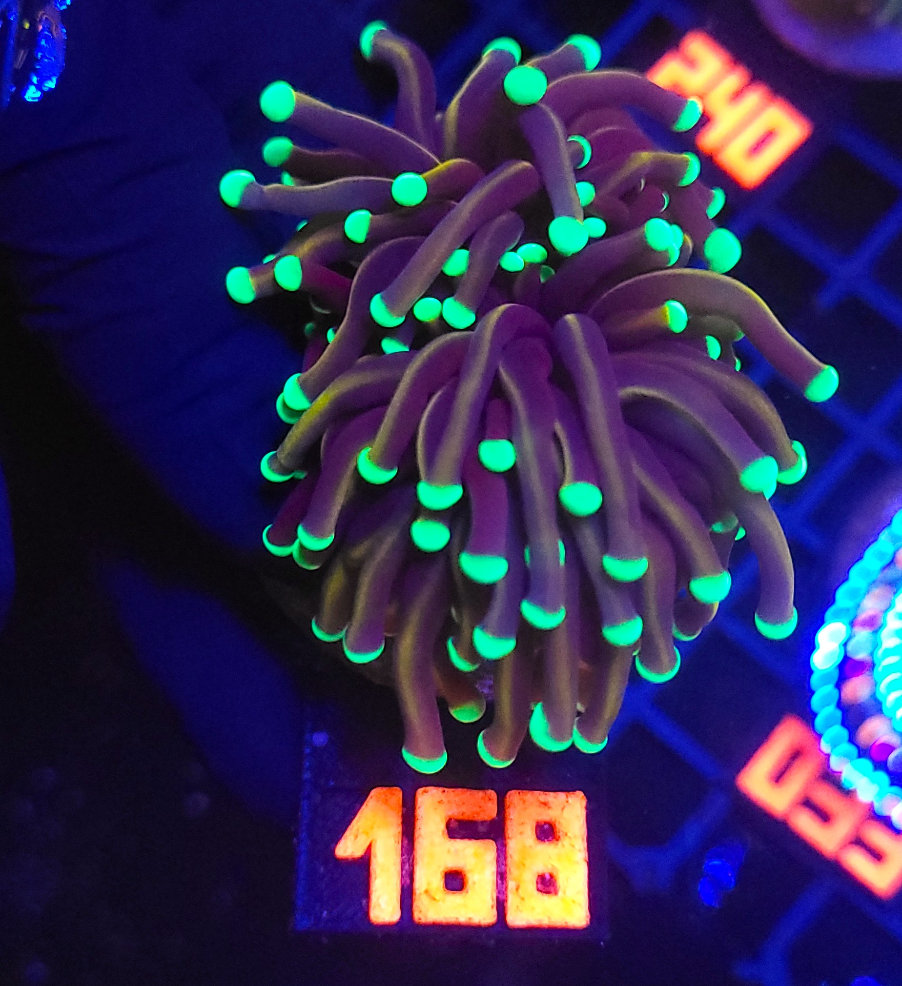 168 Euphyllia glabrescens Golden Torch (168) - obrazek 1