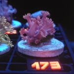 Goniopora lobata DARK MAGENTA (173)