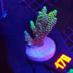 Acropora millepora  (178)