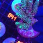Acropora millepora  (178)