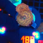 Discosoma Leopard (189)