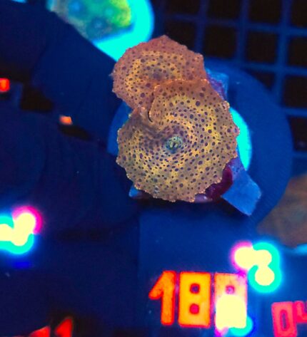 Discosoma Leopard (189)