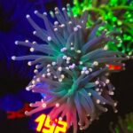 Euphyllia glabrescens Lavender Torch 2h (152)