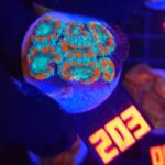 Micromussa lordhowensis (203)