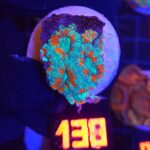 Micromussa lordhowensis (138)