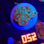 Micromussa lordhowensis (052)