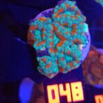 Micromussa lordhowensis (048)