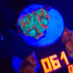 Micromussa lordhowensis (061)