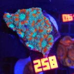 Micromussa lordhowensis (258)