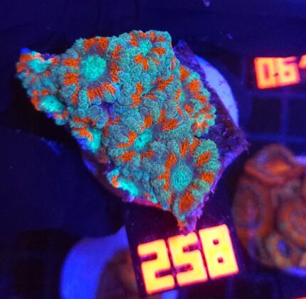 Micromussa lordhowensis (258)