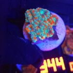 Micromussa lordhowensis (344)