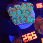 Micromussa lordhowensis (265)