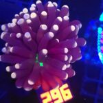 Euphyllia glabrescens joker (296)