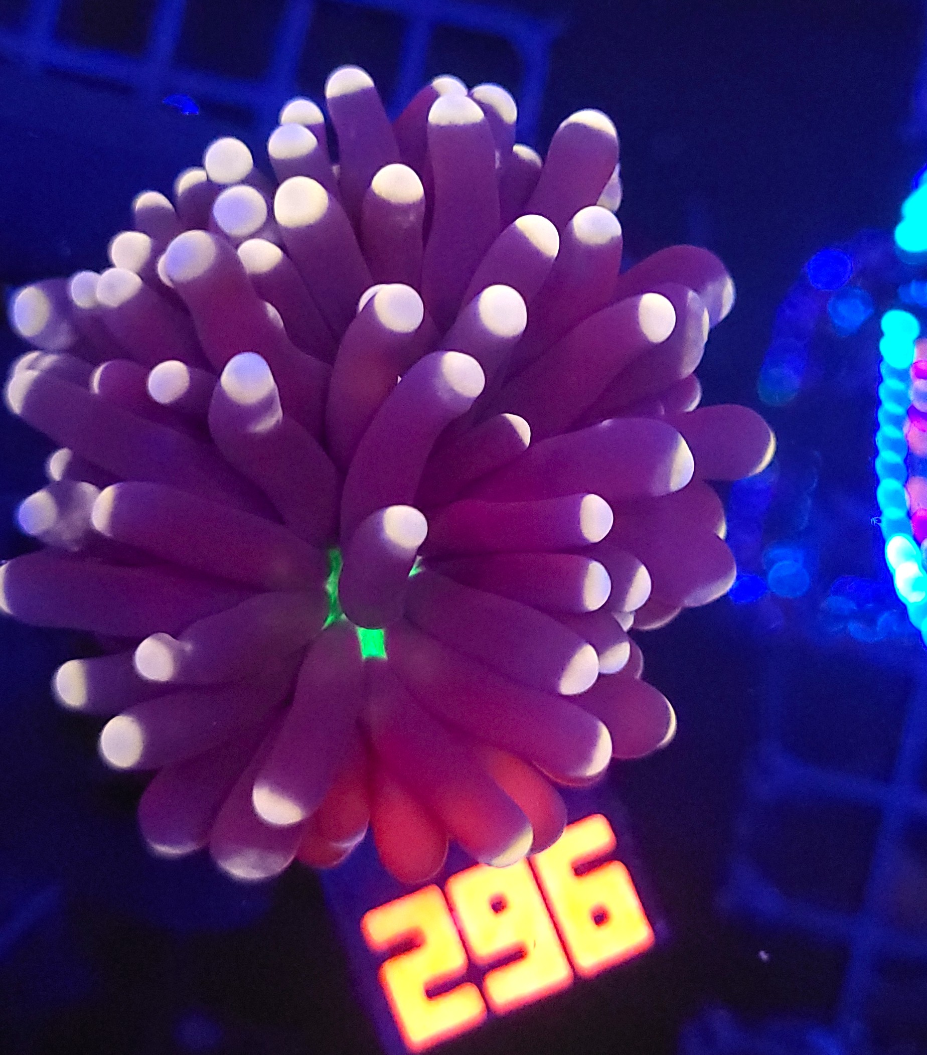 20260205_131318 Euphyllia glabrescens joker (296) - obrazek 1