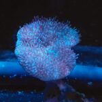 Sarcophyton sp. WHITE