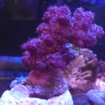 Dendronephthya sp. (Budding) NIEFOTOSYNTEZUJĄCY