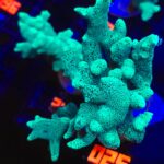 Seriatopora caliendrum (025)