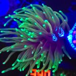 Euphyllia glabrescens dragon soul 2h (340)