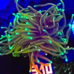 Euphyllia glabrescens dragon soul 2h (310)