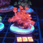 Goniopora Red (235)
