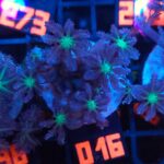 Clavularia Papaya (016)