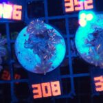 Clavularia Papaya (308)