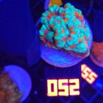 Acanthastrea lordhowensis (052)