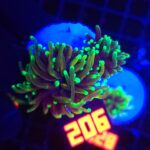 Euphyllia glabrescens dragon soul (206)