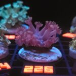 Goniopora lobata DARK MAGENTA (226)