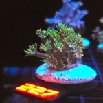 Goniopora lobata green (227)