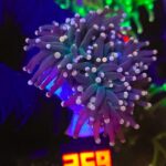 Euphyllia glabrescens Lavender Torch 2h (259)