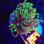 Euphyllia glabrescens dragon soul (264)