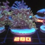 Goniopora Grey Green (280)