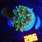 Euphyllia glabrescens dragon soul (286)