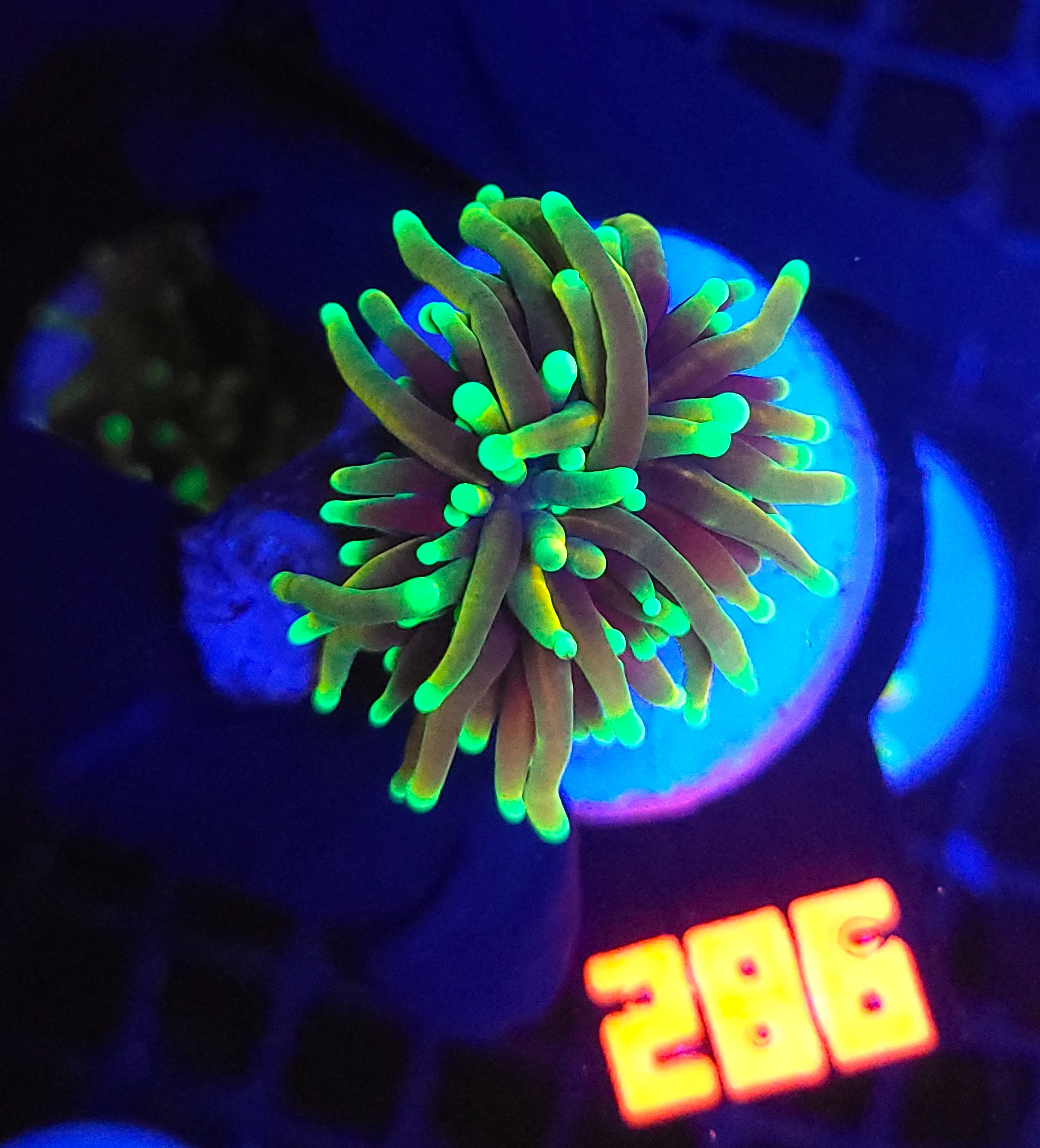 286 Euphyllia glabrescens dragon soul (286) - obrazek 1