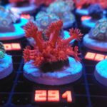 Goniopora Red (291)