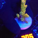 Acropora millepora GOLD (305)