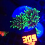 Euphyllia glabrescens dragon soul (309)