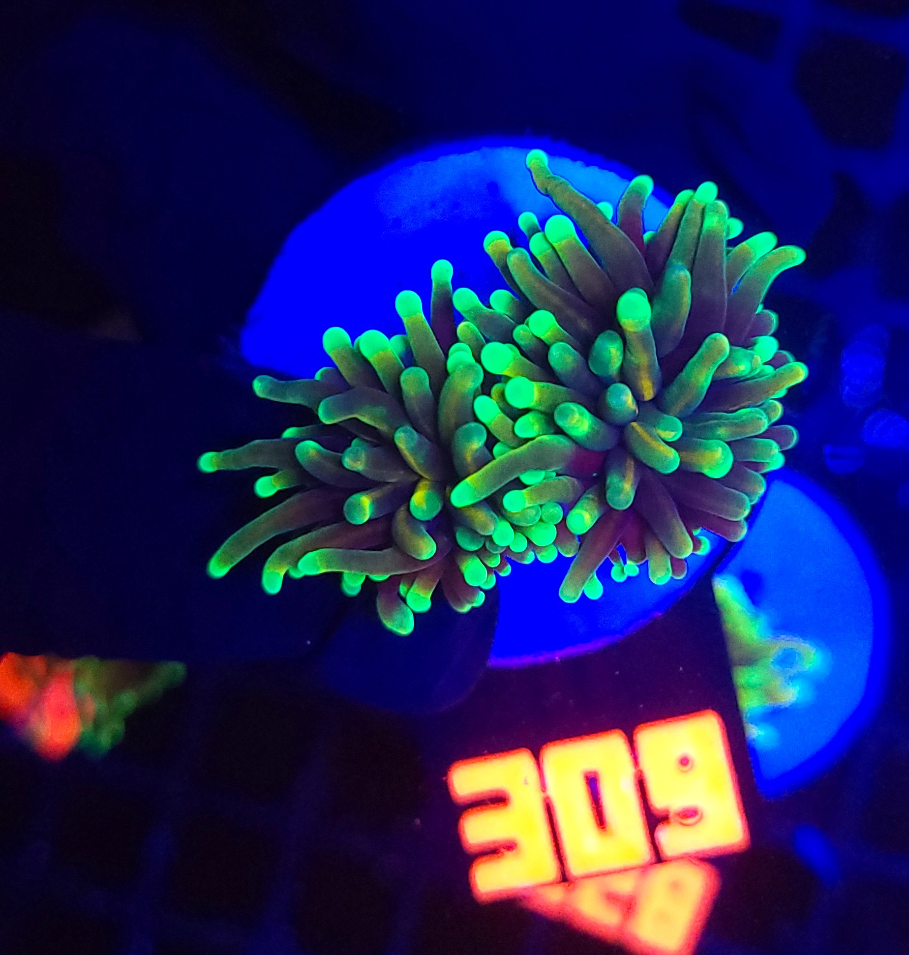 309 Euphyllia glabrescens dragon soul (309) - obrazek 1