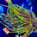 Euphyllia glabrescens dragon soul 3h (310)