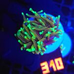 Euphyllia glabrescens dragon soul (310)