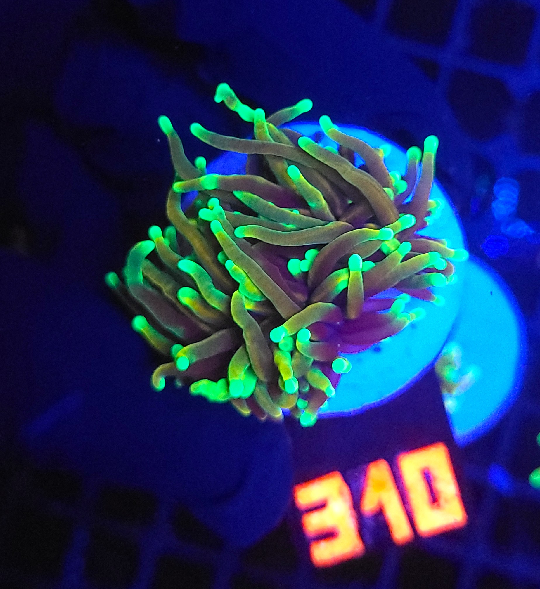 310 Euphyllia glabrescens dragon soul (310) - obrazek 1