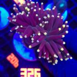 Euphyllia glabrescens Yellow Tip 2h (326)