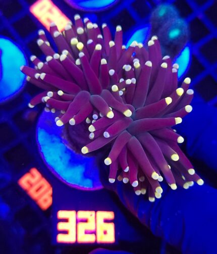 Euphyllia glabrescens Yellow Tip 2h (326)